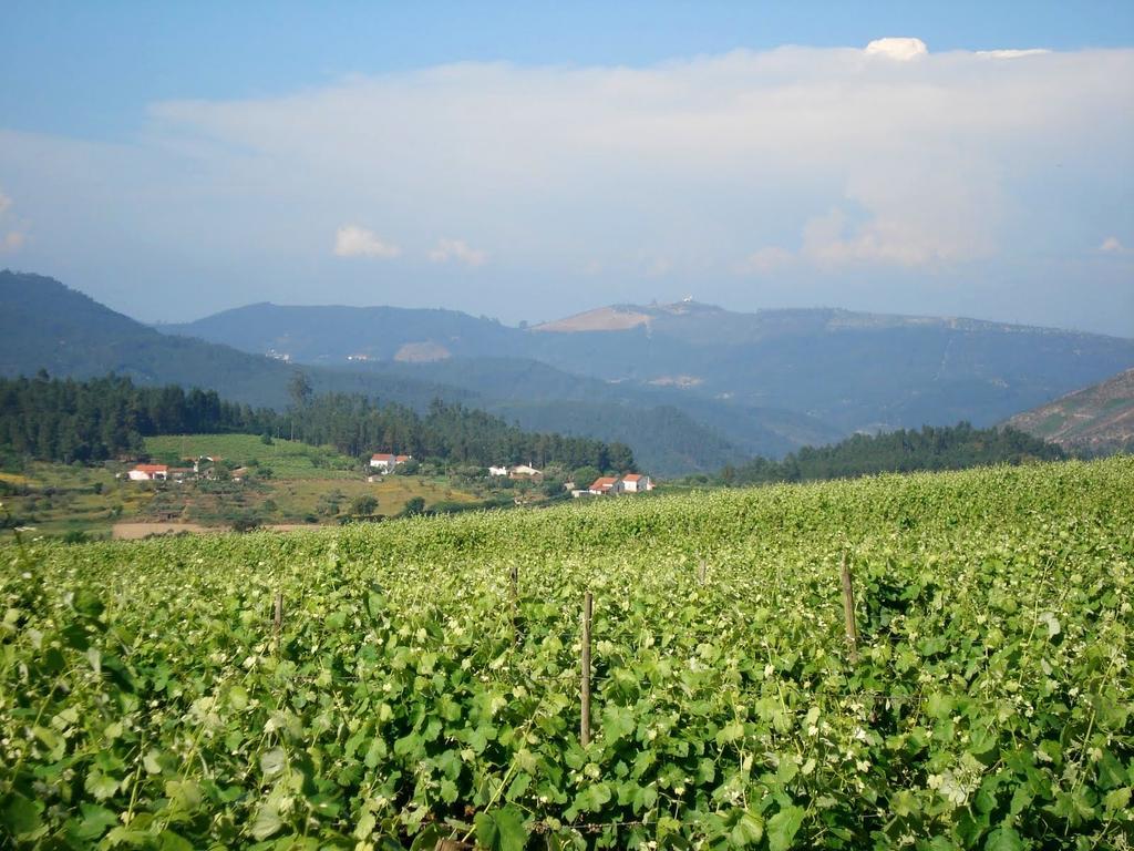 Вілла Quinta Do Cerquito Феррейра-ду-Зезере Екстер'єр фото