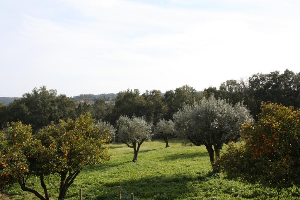 Вілла Quinta Do Cerquito Феррейра-ду-Зезере Екстер'єр фото