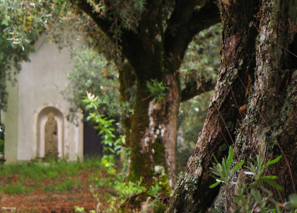 Вілла Quinta Do Cerquito Феррейра-ду-Зезере Екстер'єр фото