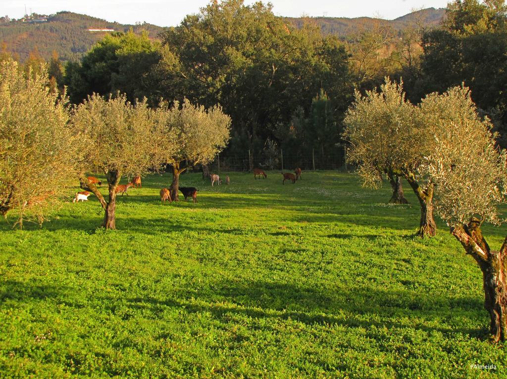 Вілла Quinta Do Cerquito Феррейра-ду-Зезере Екстер'єр фото