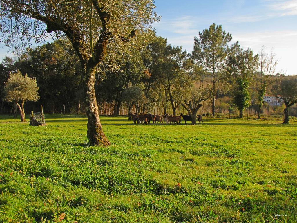 Вілла Quinta Do Cerquito Феррейра-ду-Зезере Екстер'єр фото
