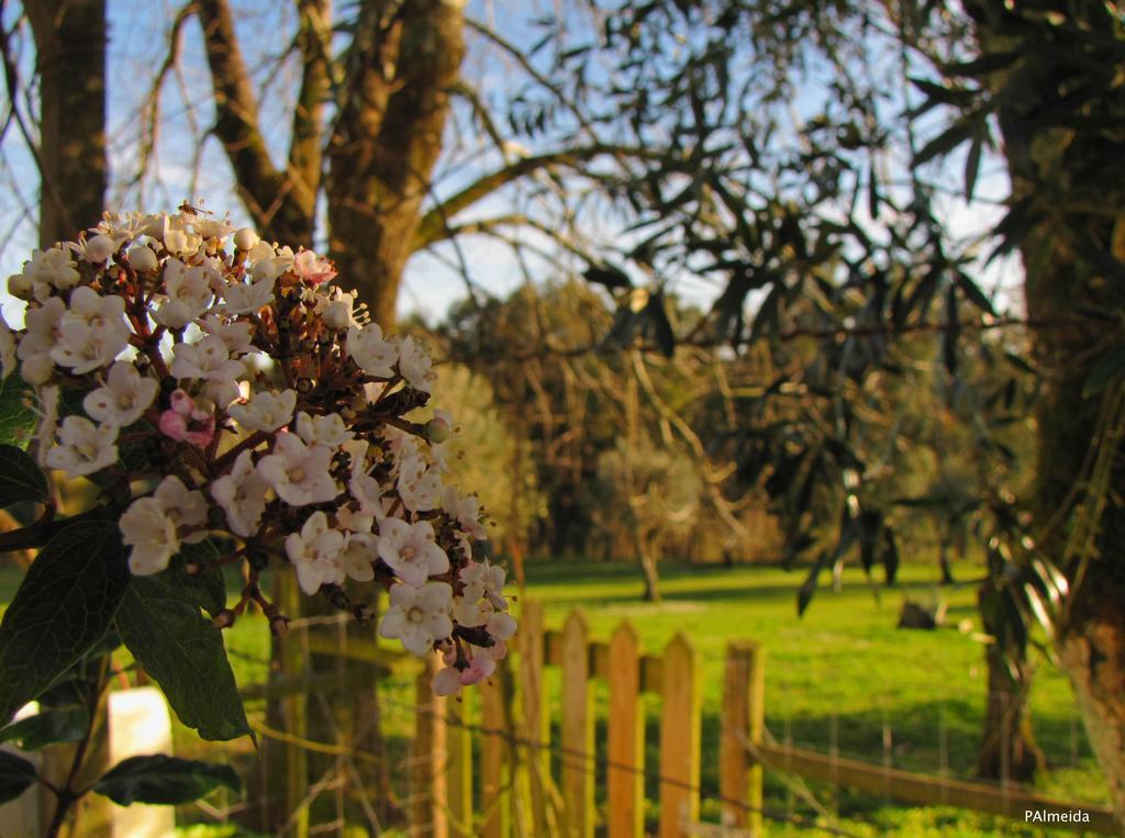 Вілла Quinta Do Cerquito Феррейра-ду-Зезере Екстер'єр фото