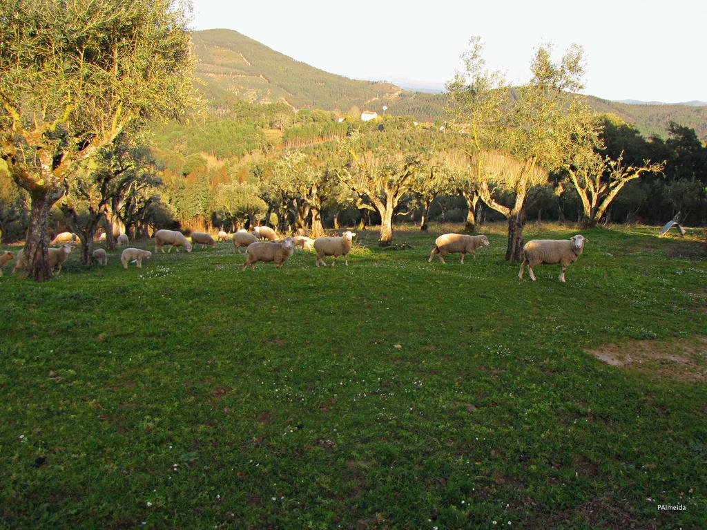 Вілла Quinta Do Cerquito Феррейра-ду-Зезере Екстер'єр фото