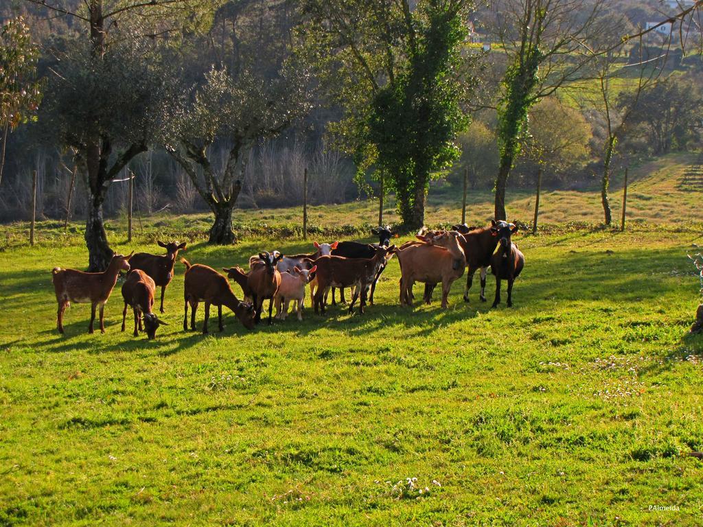 Вілла Quinta Do Cerquito Феррейра-ду-Зезере Екстер'єр фото